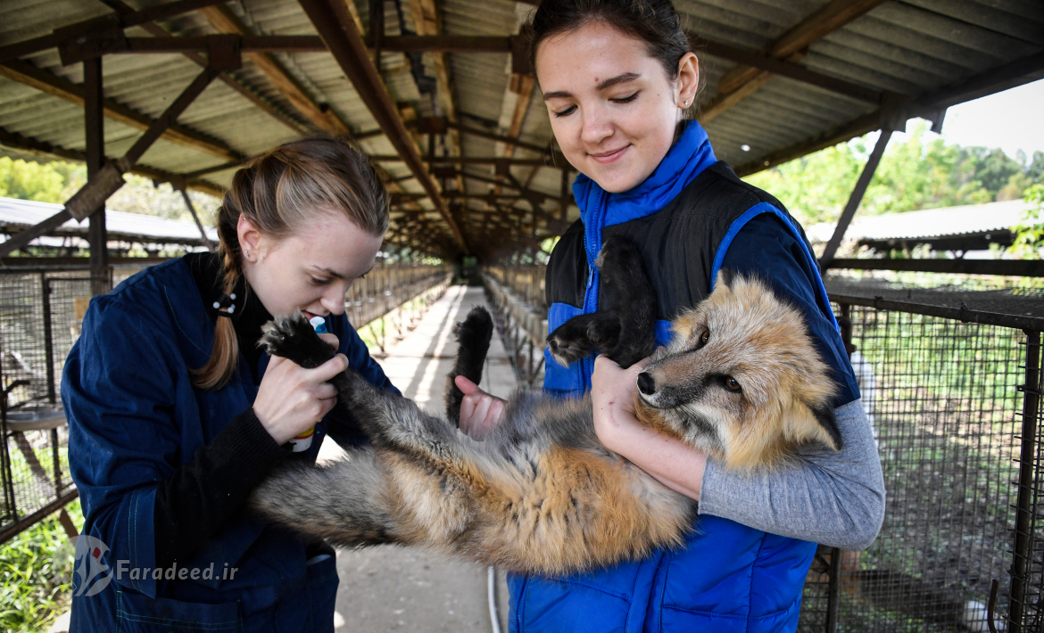 تلاش دانشمندان روس برای تبدیل روباه به حیوان خانگی + عکس 