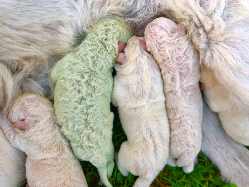 معجزه خدا: تولد سگ با موی سبز+ عکس 