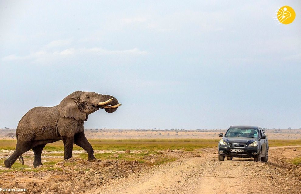 فرار خودرو از حمله فیل عظیم الجثه در حیات وحش آفریقا + عکس