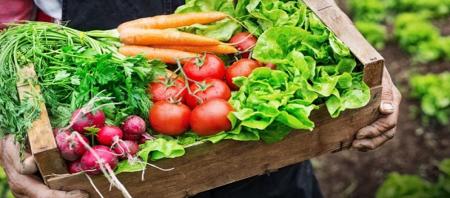 مزایای علمی غذای ارگانیک 