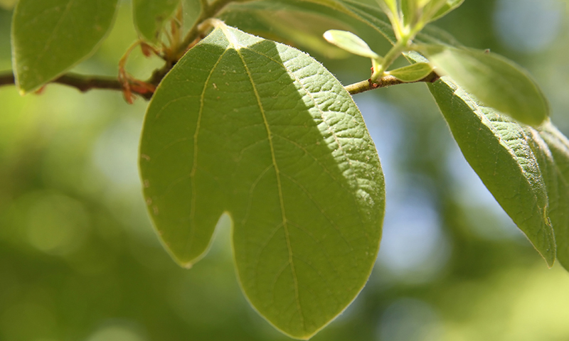 کاهش فشار خون با این روغن 