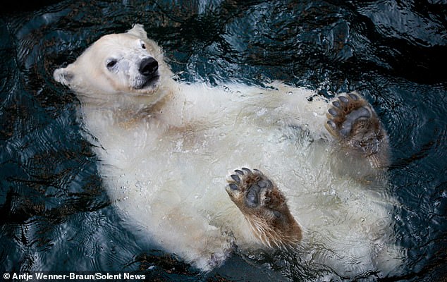 شنای لذت بخش خرس تنبل + عکس