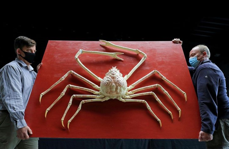  حراج خرچنگ عنکبوتی غول پیکر و نادر و ژاپنی+ عکس