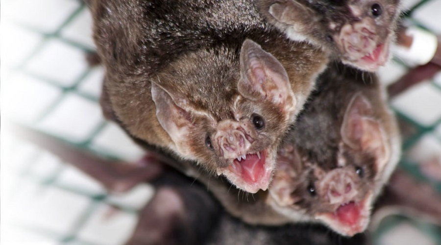 خفاش خون آشام هنگام بیماری فاصله اجتماعی را رعایت می کند + عکس 