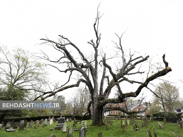 پیرترین درخت آمریکا به تبر سپرده شد+ تصاویر 