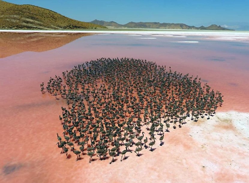 تصویر زیبایی از جوجه فلامینگو های تالاب بختگان
