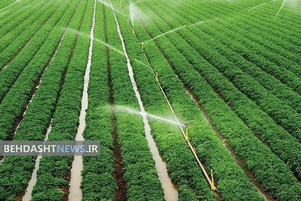 ۳۵ درصد محصولات کشاورزی کشور آلودگی شیمیایی دارند
