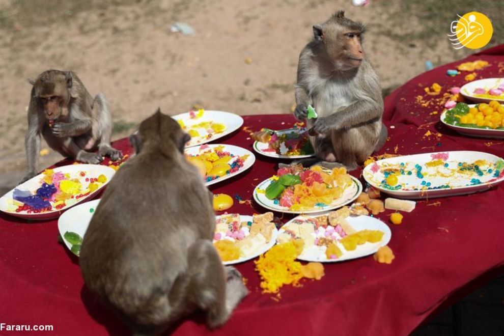 جشنواره عجیب بوفه میمون‌ها در تایلند + عکس