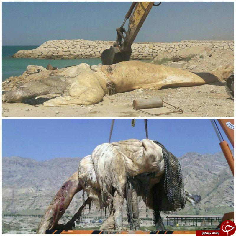  کشف لاشه ماهی مرکب در جنوب ایران + عکس