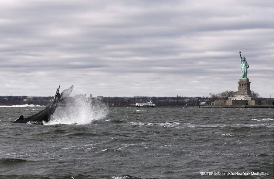 رویت یک نهنگ در نزدیکی مجسمه آزادی نیویورک + عکس