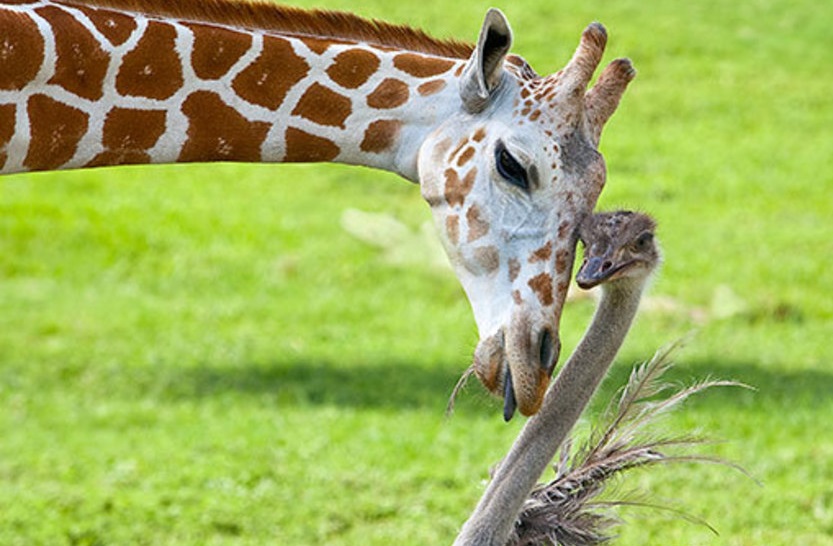  دوستی غیرمعمول حیوانات + تصاویر 