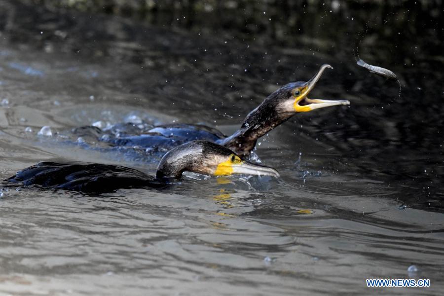 شکار دیدنی پرندگان در کویت + عکس