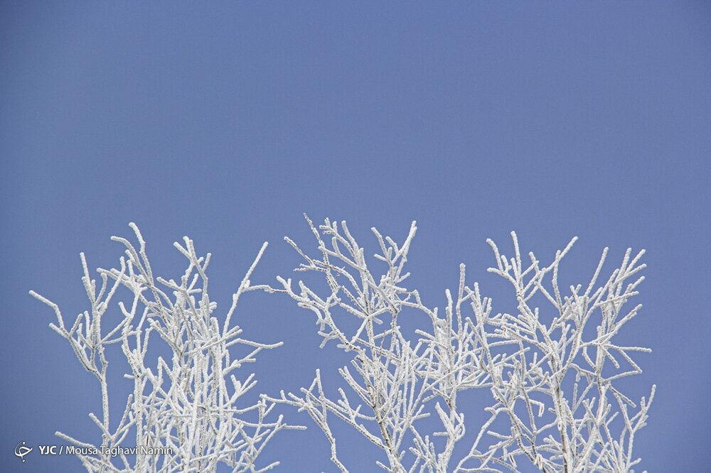 قاب‌هایی حیرت‌انگیز از درختان کریستالی در اردبیل+ عکس