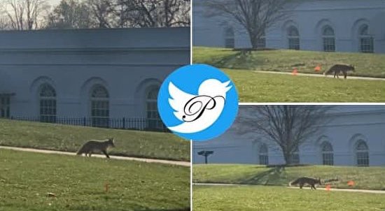 دیده شدن روباه در کاخ سفید + عکس