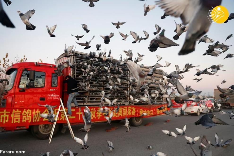کبوترباز‌های ثروتمند چینی + عکس