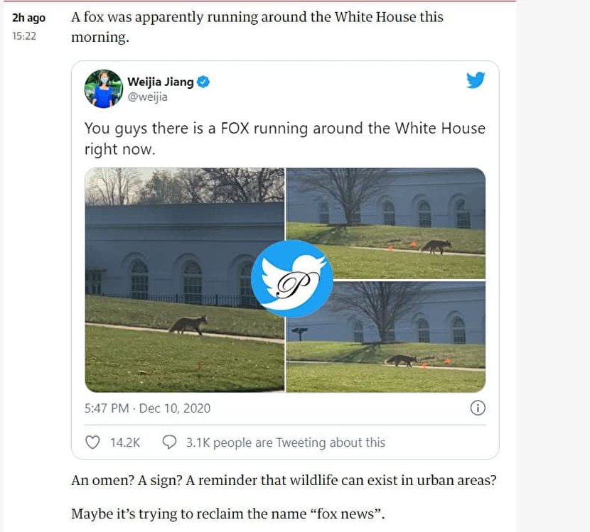 دیده شدن روباه در کاخ سفید سوژه شد + عکس