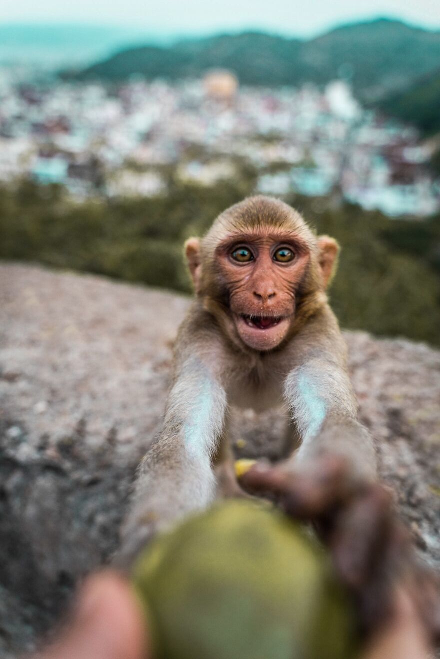 اشتیاق یک ماکاک برای گرفتن غذا + عکس