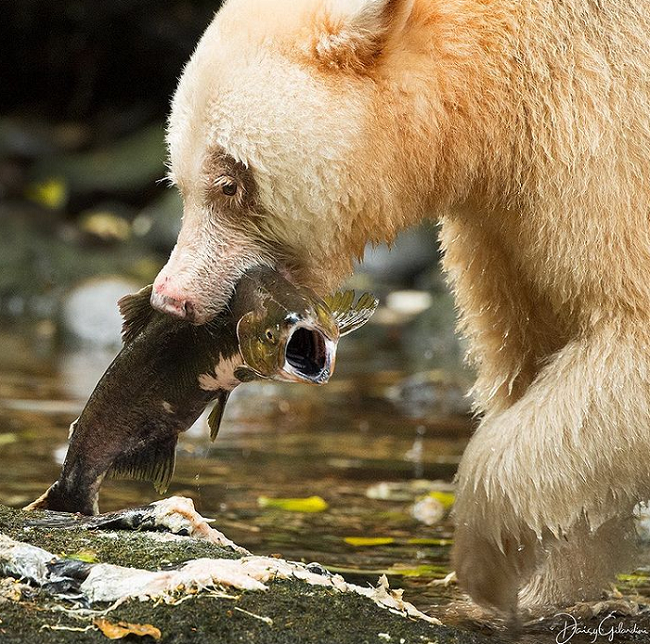 فریاد ماهی زیر دندان های خرس +عکس