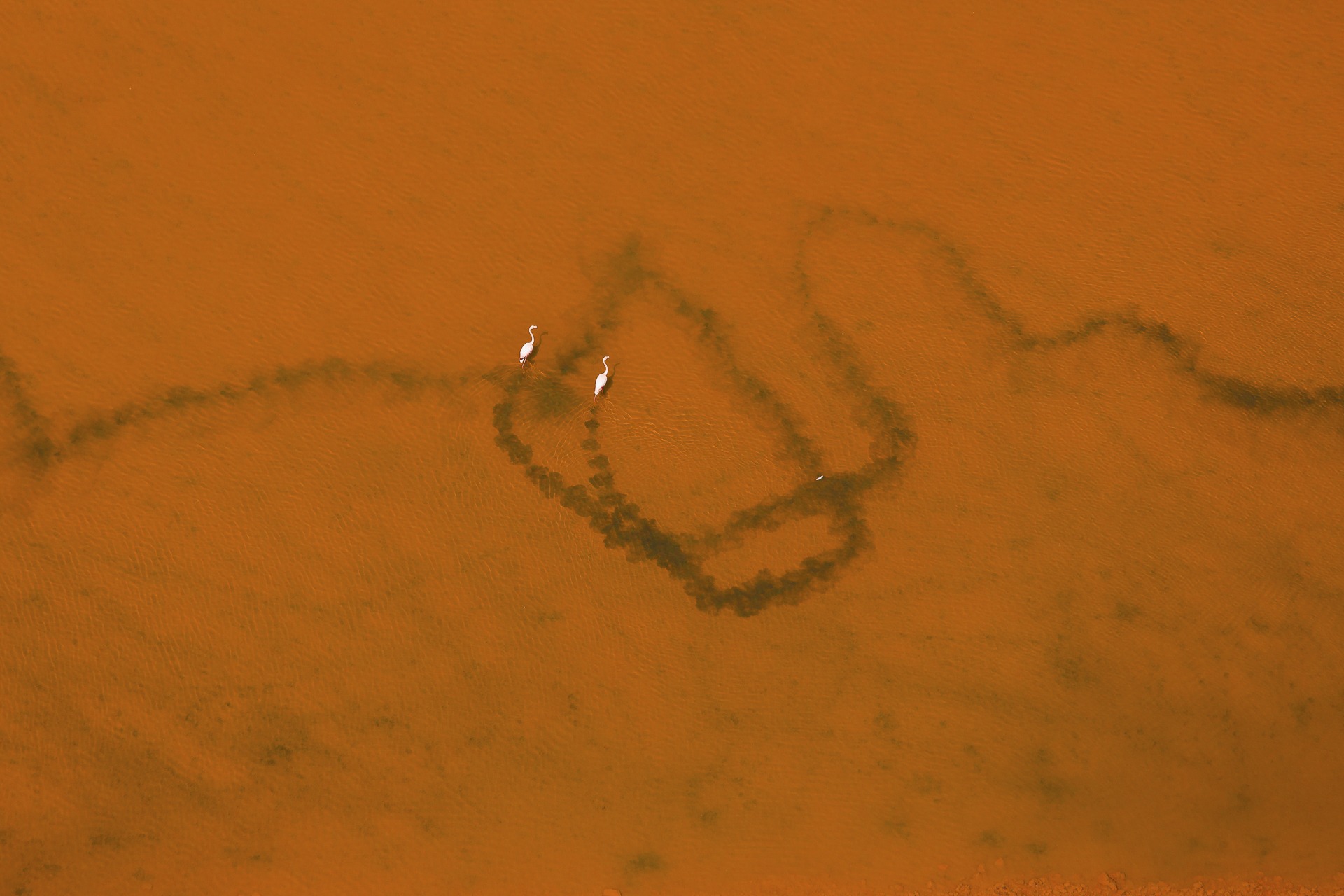 ملاقات دو پرنده مهاجر + عکس