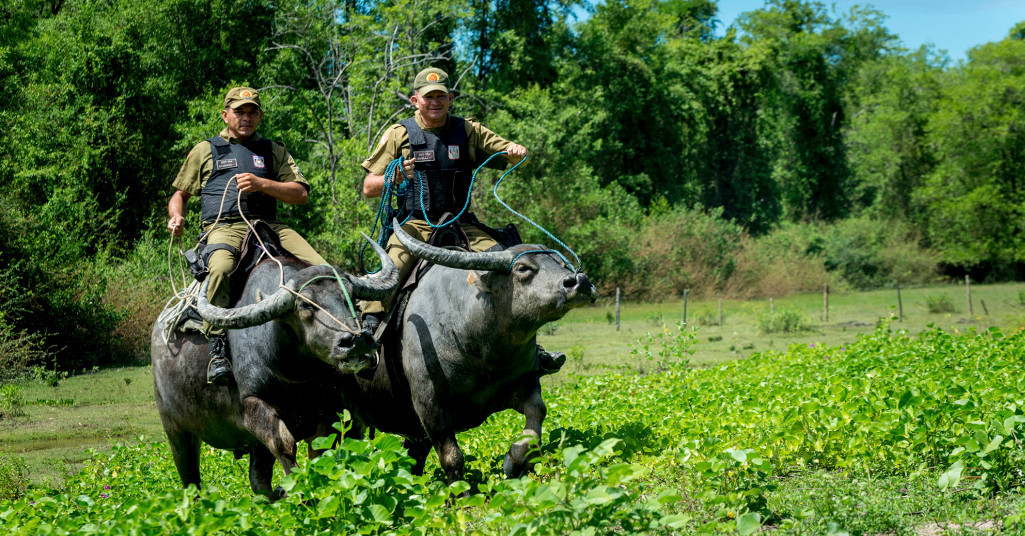 گشت زنی پلیس سوار بر بوفالو در برزیل! + عکس