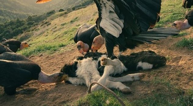 تغذیه کرکس ها از لاشه یک گوساله + عکس