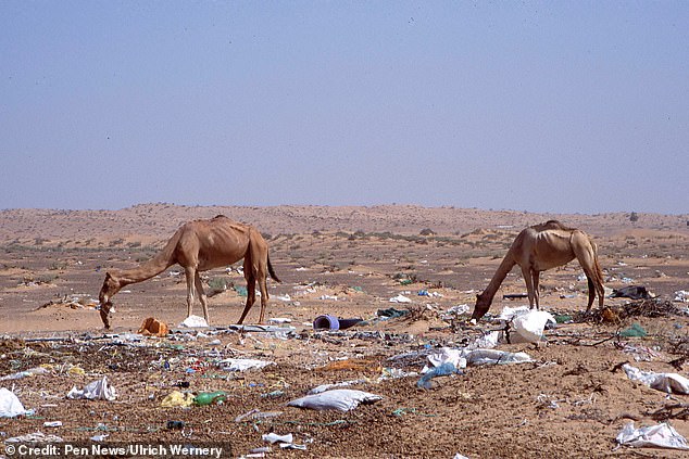 راز مرگ صدها شتر‌ در بیانبان دوبی فاش شد +عکس