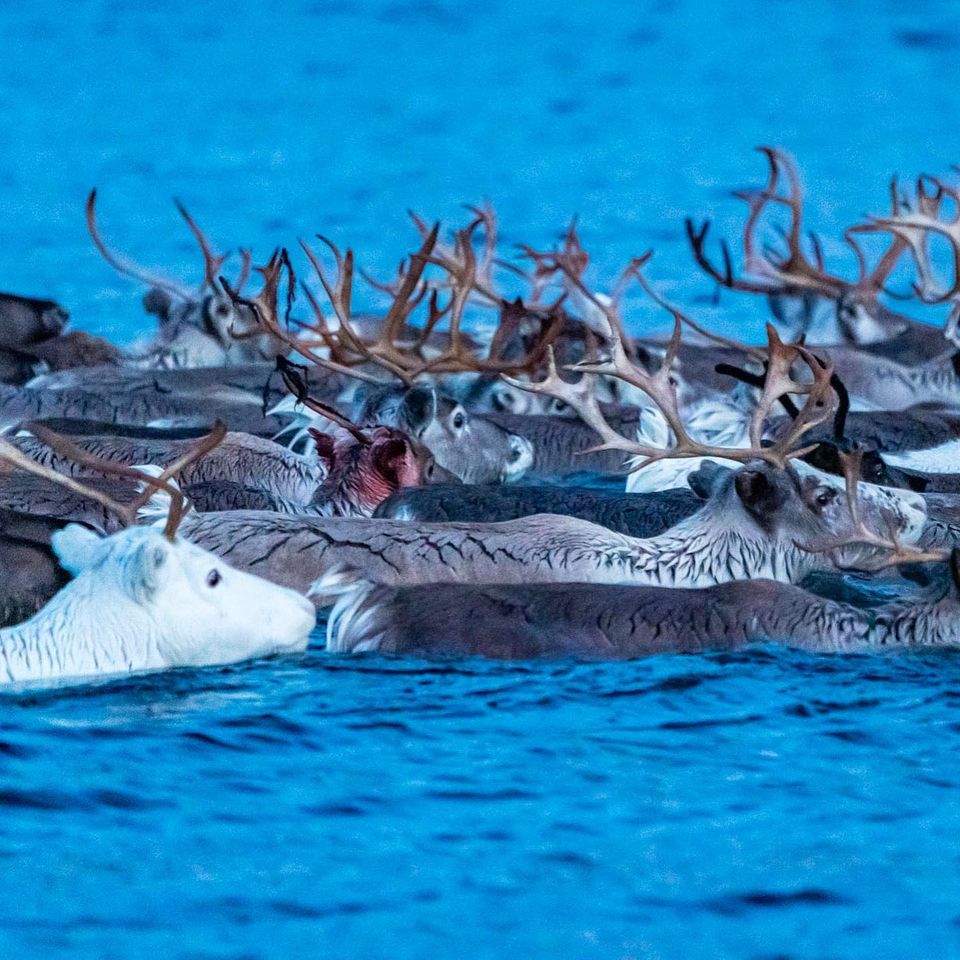 شنای گوزن های شمالی + عکس