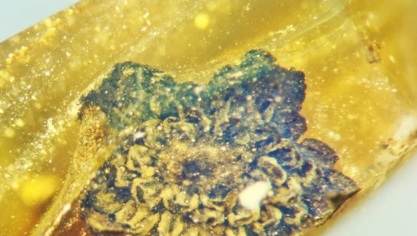 کشف گلی از جنگل 100 میلیون ساله + عکس 