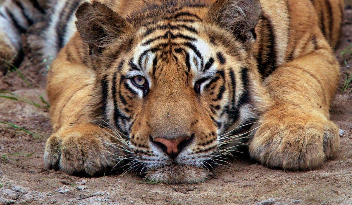 تا حالا چشمک زدن ببر رو دیده بودید؟ + عکس