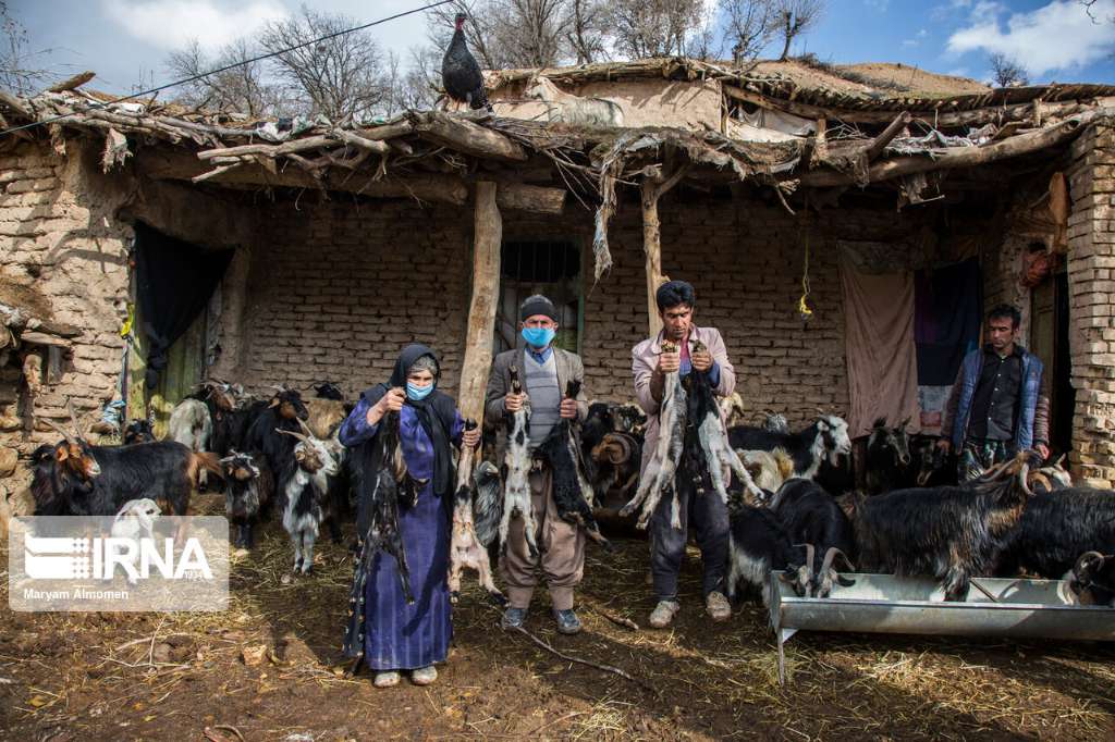 تلف شدن دام ها در اثر شکستگی لوله نفت مارون + عکس