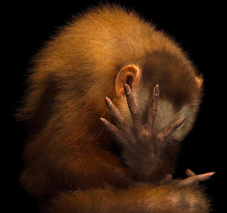 تصویری جالب از یک حیوان خجالتی! + عکس