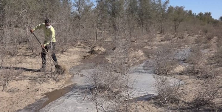 آبرسانی این جوان به جنگلی در عمق کویر!+عکس