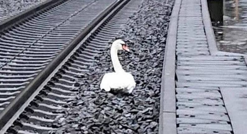 سوگواری یک قو برای مرگ جفتش خبرساز شد + عکس