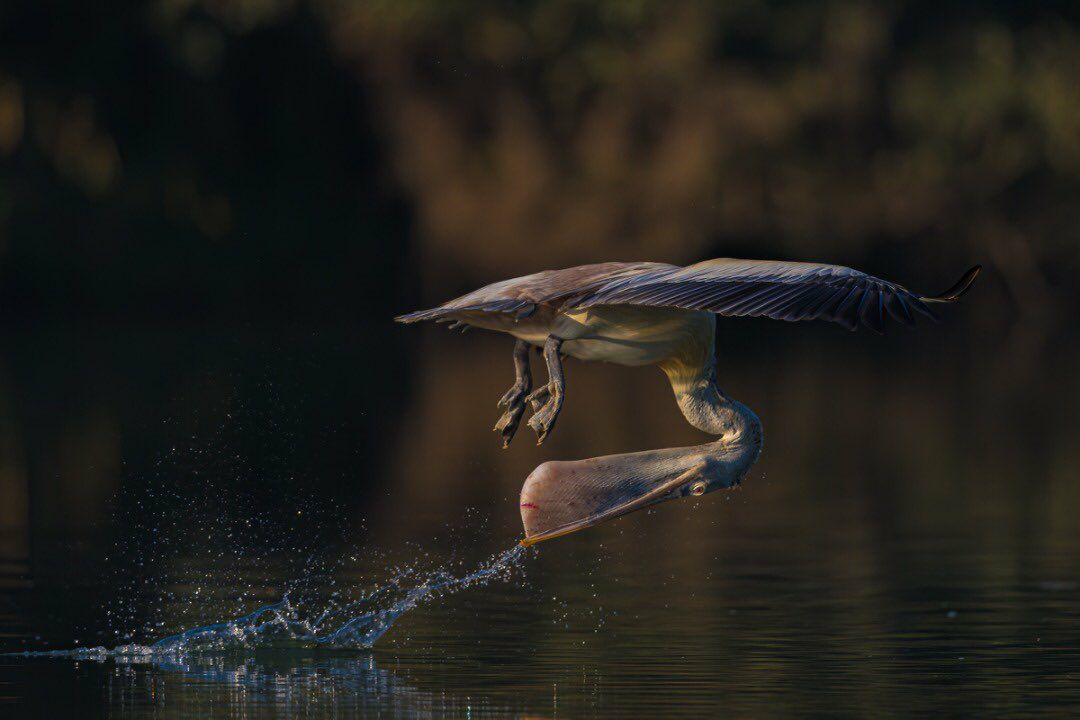 ویراژ پلیکان در سطح رودخانه + عکس