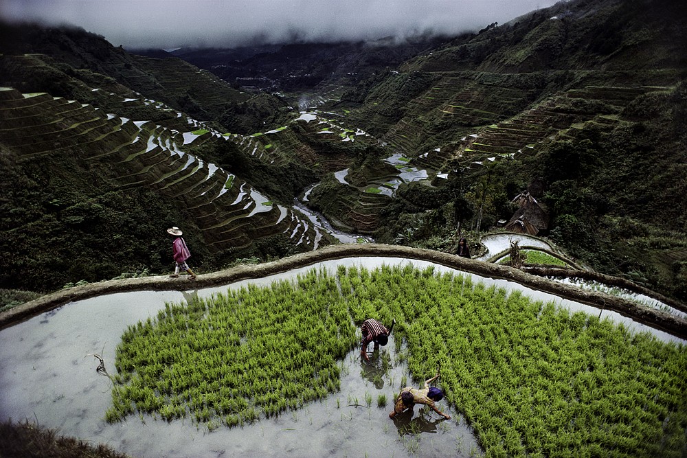 شالیزارهای زیبای برنج در فیلیپین + عکس