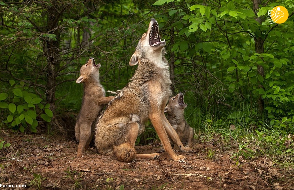 تقلید بچه گرگ‌های صحرایی در زوزه کشیدن! + عکس