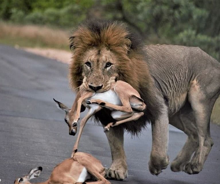 آهو بره نالان در دهان شیر + عکس