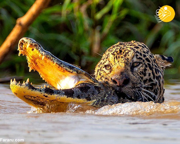 لحظه دیدنی شکار تمساح توسط جگوار + عکس