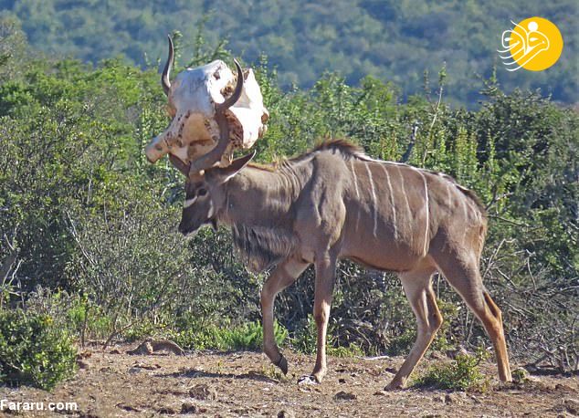 دردسر آنتلوپ برای رها شدن از جمجمه فیل! + عکس
