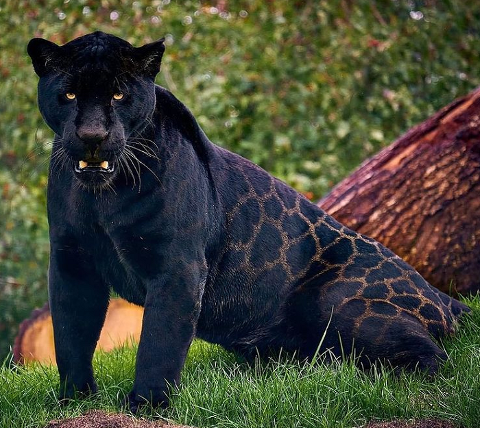 تصویری شگفت انگیز از یک جگوار سیاه + عکس