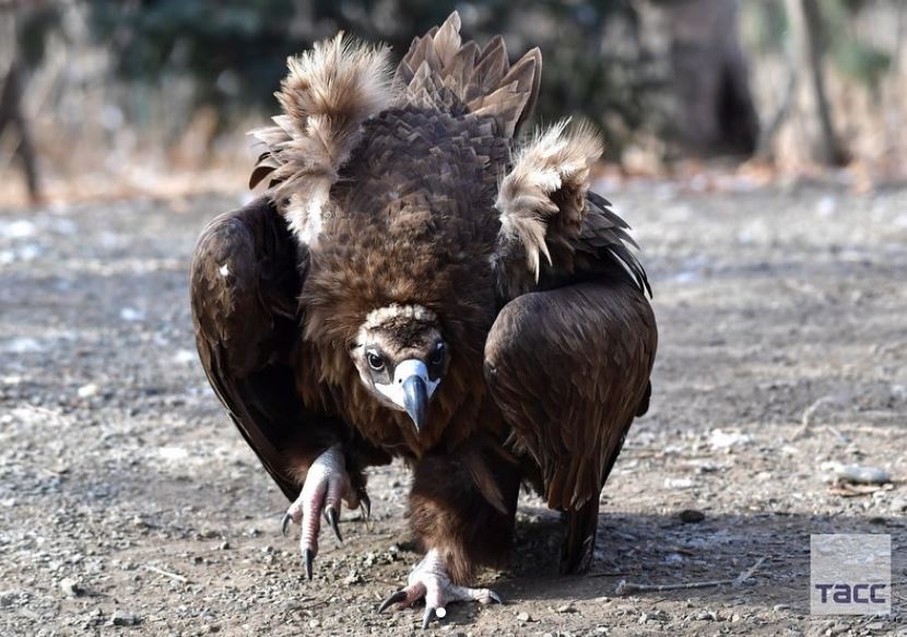 پرندگان در پارک روسیه + عکس