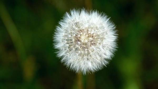 خواص اعجازآور قاصدک هایی که فوت میکنیم !