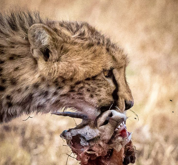 شکار ناتمام یوز + عکس