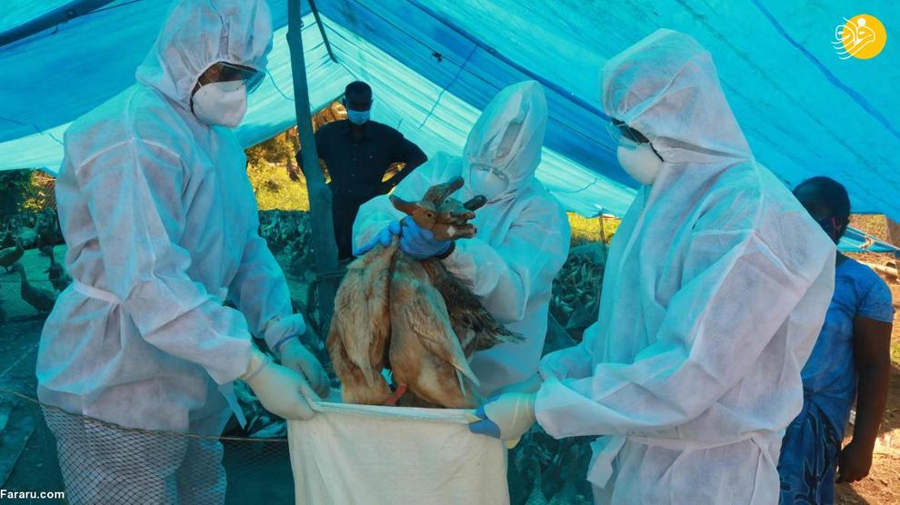 شیوع آنفولانزای مرغی در هند + عکس