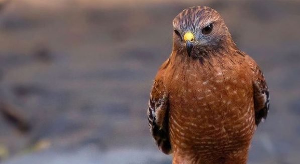 قدم زدن شاهین با دوست کوچکش! + عکس