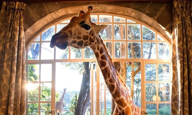 هتلی عجیب و غریب در نایروبی کنیا + عکس