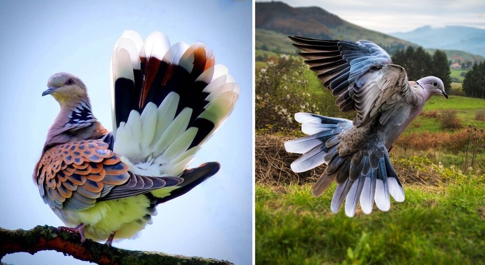  تصویری دیدنی از زیباترین کبوتر جهان + عکس