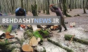 تخریب منابع طبیعی هشترود توسط ایلات و عشایر وارداتی خطرناک است