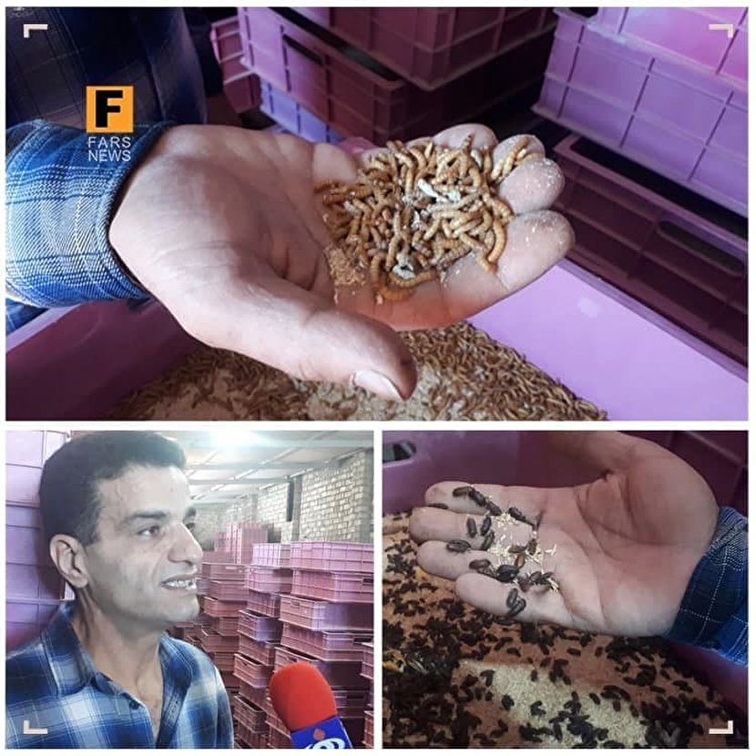 سوسک‌های اسکناس‌آفرین + عکس