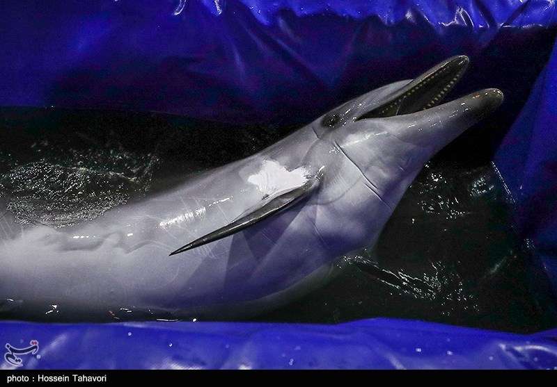 نحوه انتقال تنها دلفین برج میلاد با هواپیما به کیش + عکس